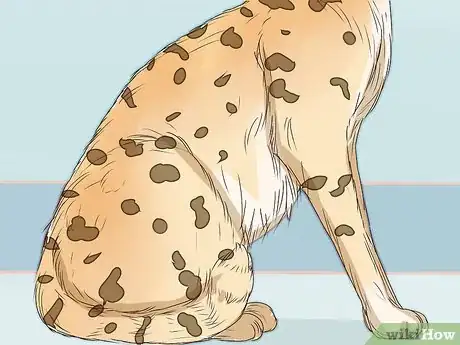 Image titled Identify a Savannah Cat Step 3