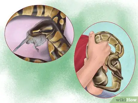 Image titled Care for Your Ball Python Step 3