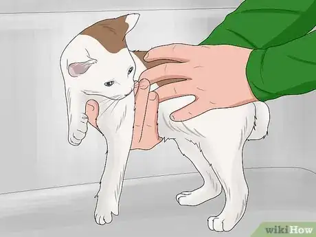 Image titled Bathe a Kitten Step 10