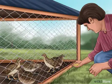 Image titled Keep Your Quail Happy Step 11