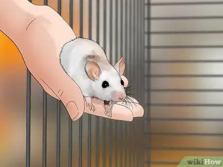 Image titled Get Rid of Mites on Pet Mice Step 4