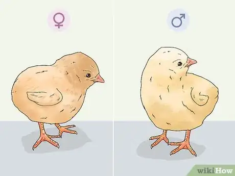 Image titled Determine the Sex of a Chicken Step 2