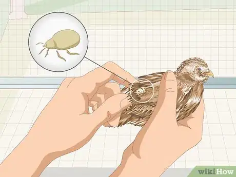 Image titled Know if Your Quail Is Sick Step 4