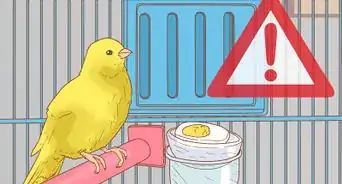 Care for Your Canary