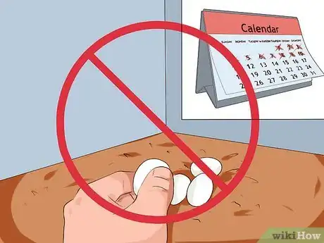 Image titled Get Your Cockatiel to Stop Laying Eggs Step 9