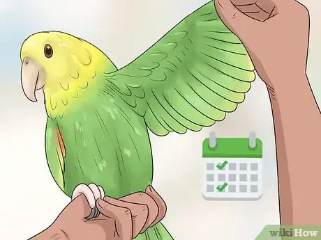 Image titled Treat Tumors in Amazon Parrots Step 4