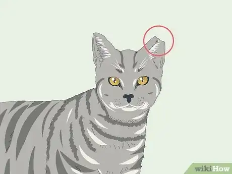 Image titled Tell If a Cat Is Neutered Step 1