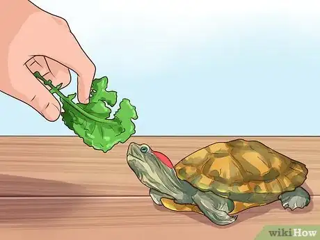 Image titled Know What to Feed a Turtle Step 1