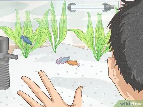 Image titled Keep Multiple Female Bettas in One Tank Step 5