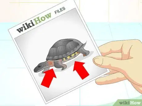 Image titled Put a Sucker Fish in a Tank With a Turtle Step 4