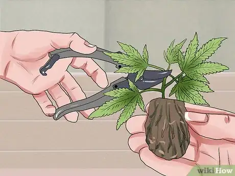 Image titled Grow a Quality Medical Marijuana Step 14