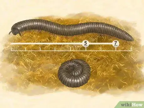 Image titled Care for Giant African Millipedes Step 9
