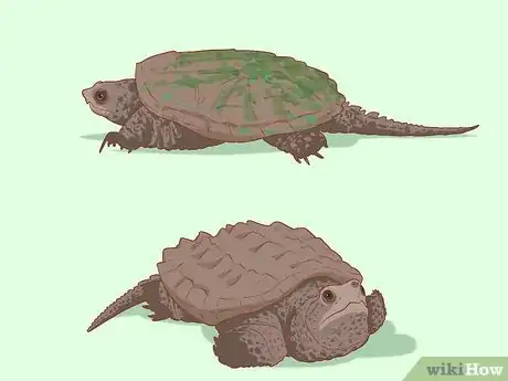 Image titled Pick Up a Snapping Turtle Step 7