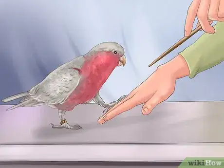 Image titled Train a Bird to Step on Your Finger Step 1