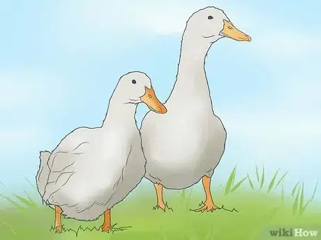 Image titled Raise Ducks Step 16