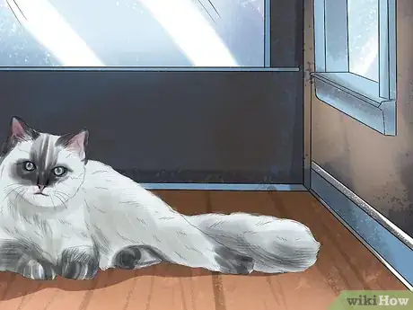 Image titled Care for Ragdoll Cats Step 13