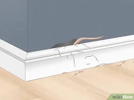 Image titled Tell How Many Rats Are in Your House Step 1