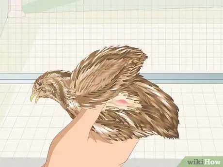 Image titled Know if Your Quail Is Sick Step 6
