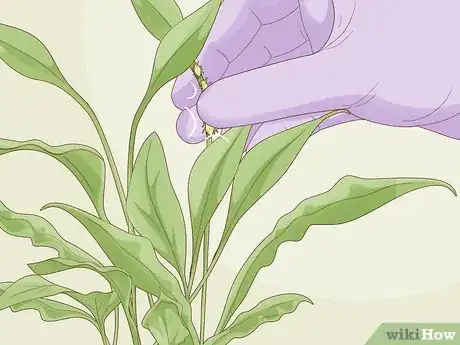 Image titled Keep Aphids Away Using Eco Friendly Methods Step 2