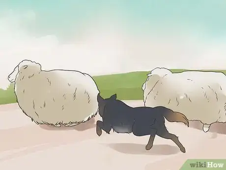 Image titled Teach Your Dog to Herd Step 9
