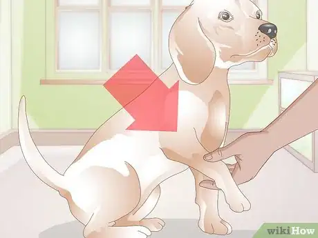 Image titled Take a Dog's Blood Pressure Step 1