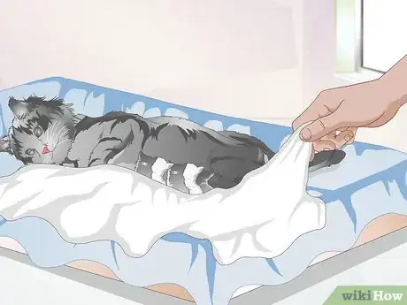 Image titled Take Care of a Pregnant Cat Step 10