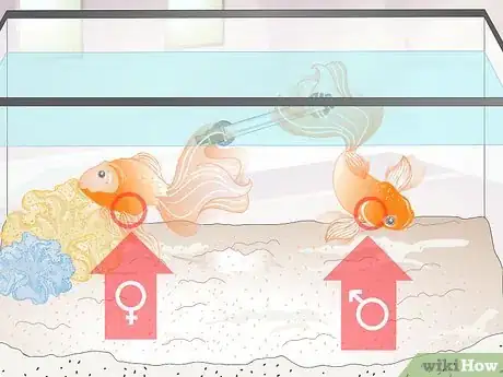 Image titled Tell if Your Goldfish Is an Adult Step 6