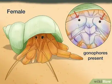Image titled Breed Hermit Crabs Step 9