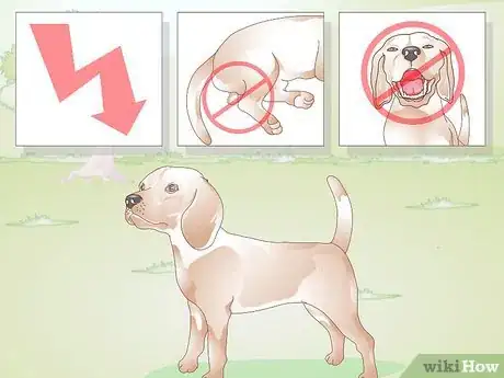 Image titled Neuter a Dog Step 1