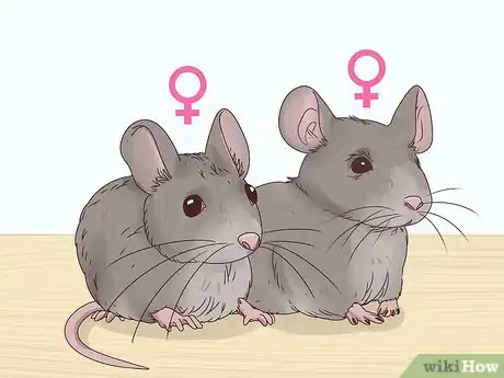 Image titled Keep Multiple Pet Mice Step 1