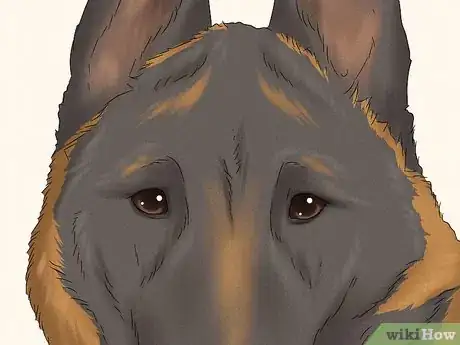 Image titled Identify a Belgian Malinois Step 3