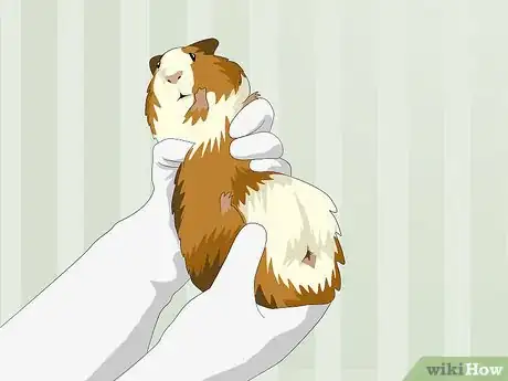 Image titled Determine the Sex of a Guinea Pig Step 4