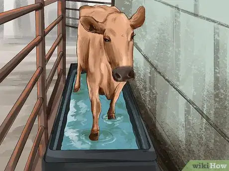 Image titled Clean a Cow Step 14