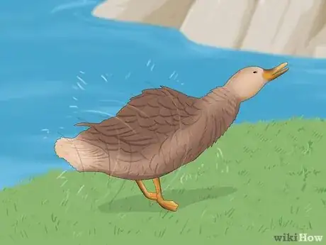 Image titled Why Do Ducks Wag Their Tails Step 2