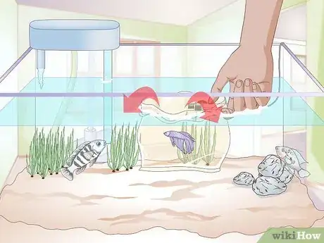 Image titled Add a Betta to a Community Tank Step 5