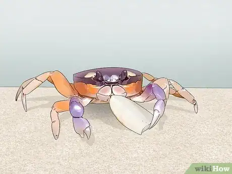Image titled Look After Pet Crabs Step 10