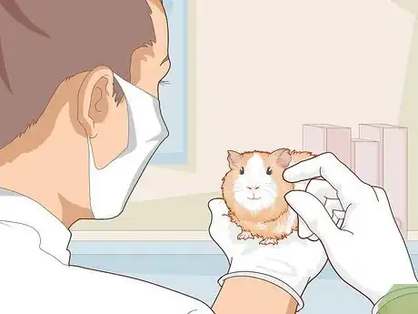 Image titled Properly Care for Your Guinea Pigs Step 25