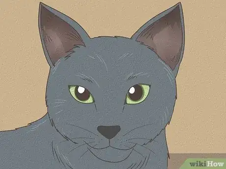 Image titled Identify a Russian Blue Step 5