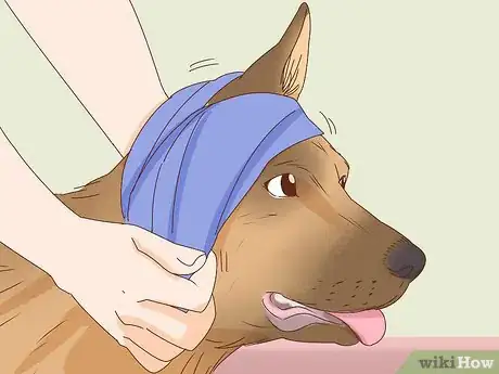 Image titled Care for a Dog's Torn Ear Step 4