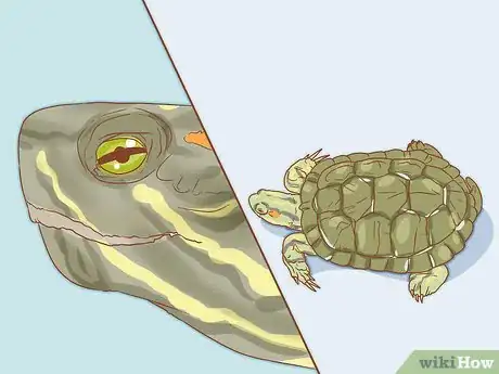 Image titled Look After Terrapins Step 7