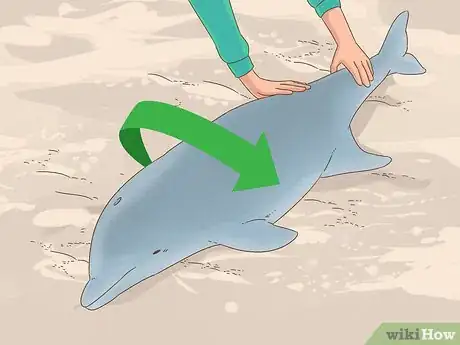 Image titled Save a Stranded Dolphin Step 12