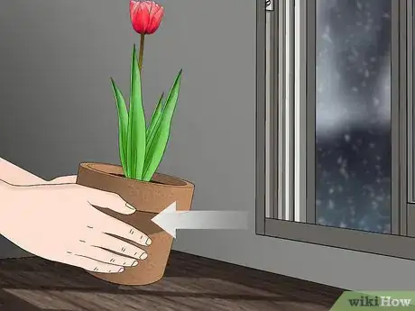 Image titled Grow Tulips in Pots Step 15