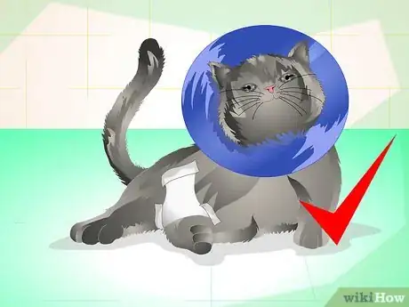 Image titled Get Your Cat Spayed Step 17