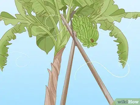 Image titled Grow Plantains Step 12