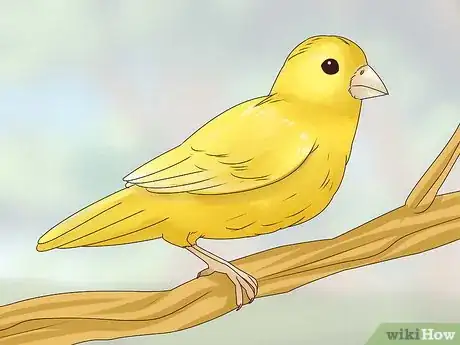 Image titled Choose a Canary Step 2