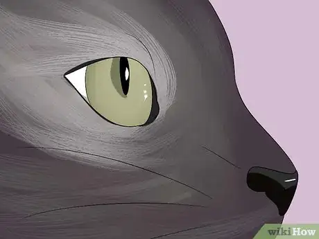 Image titled Know Your Cat's Age Step 5
