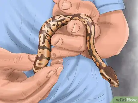 Image titled Care for Your Ball Python Step 4