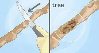 Identify a Black Walnut Tree