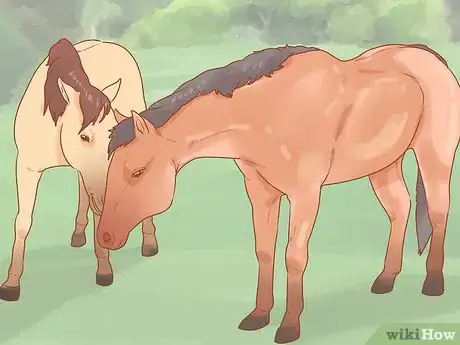 Image titled Check a Mare for Pregnancy Step 1