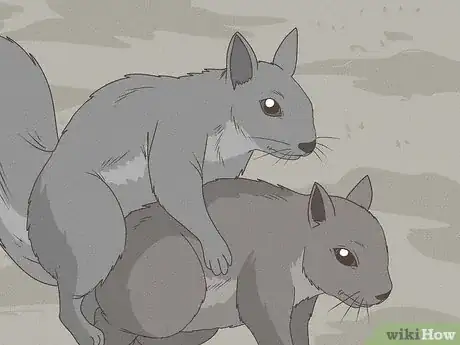 Image titled Why Do Squirrels Chase Each Other Step 2